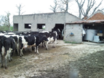 Cattle